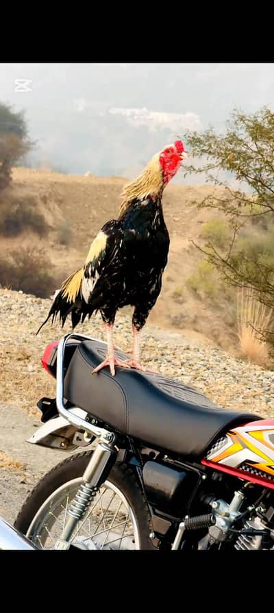 Sawa Aseel mriawali KY chicks