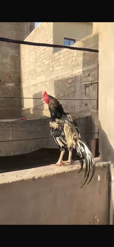 Aseel Jawa khili taji murga for sale