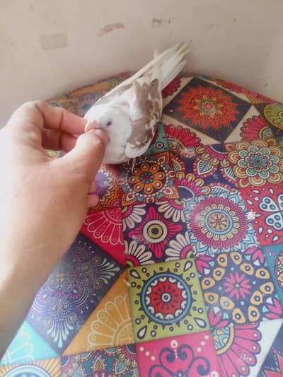 Tamed chick looking for new shelter