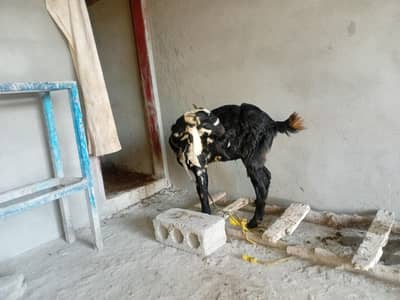 goat with female kid