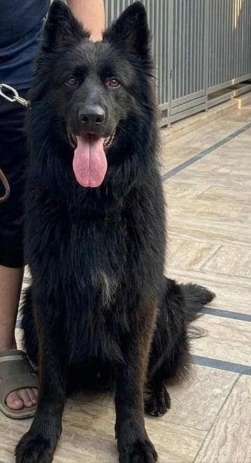 German shepherd female 03134111831
