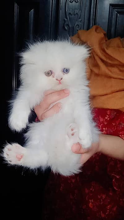 Persian cute kitten