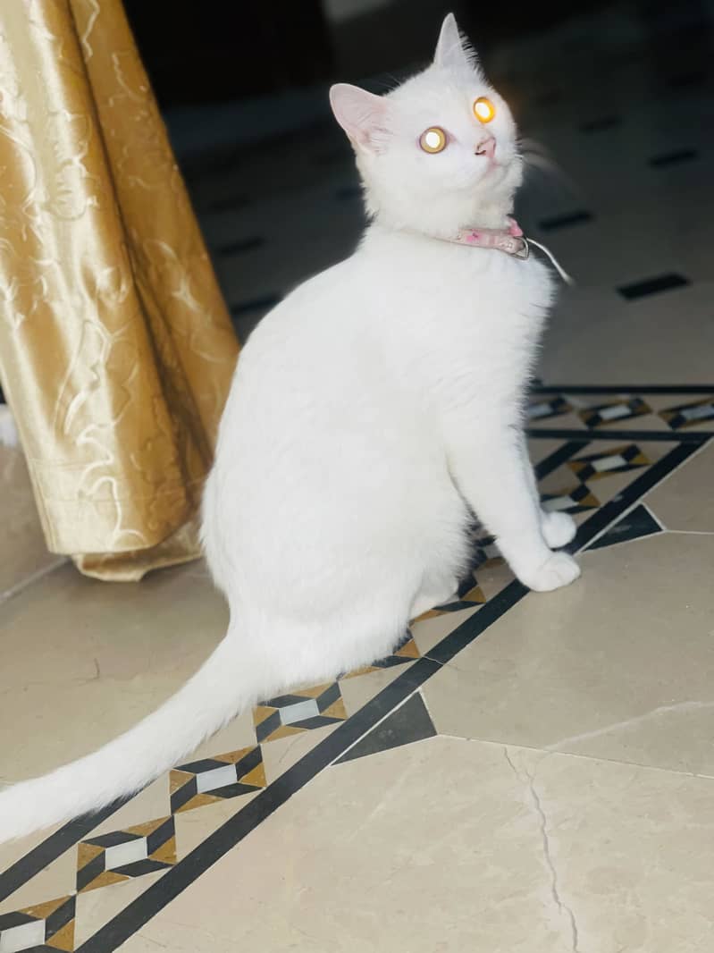 White persion 0