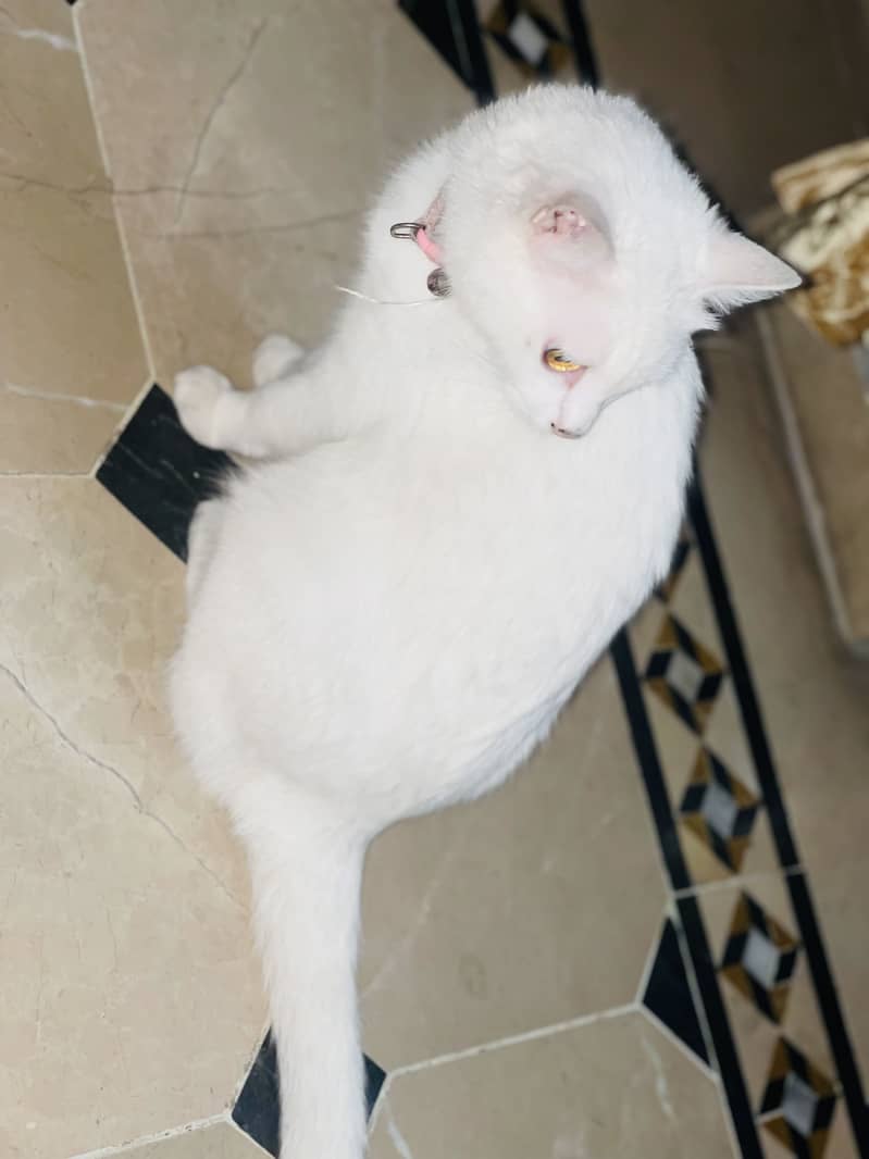 White persion 2