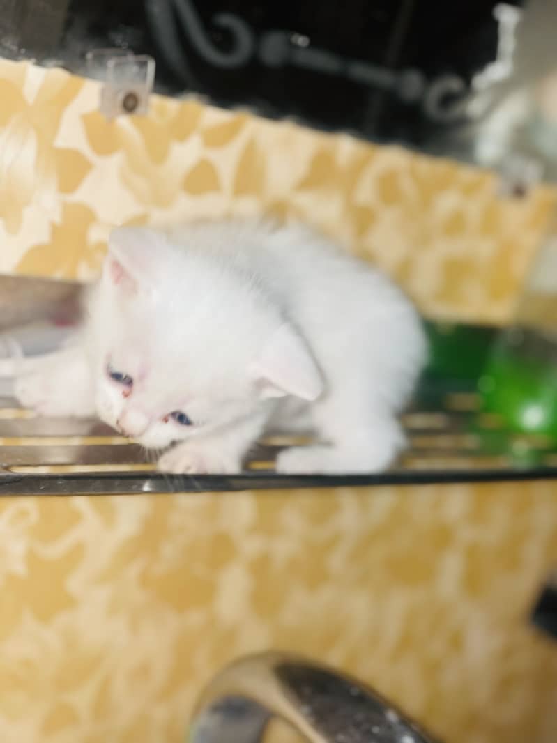 White persion 6