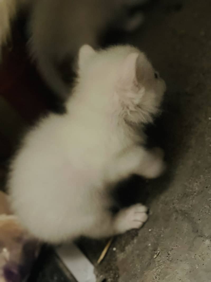 White persion 7