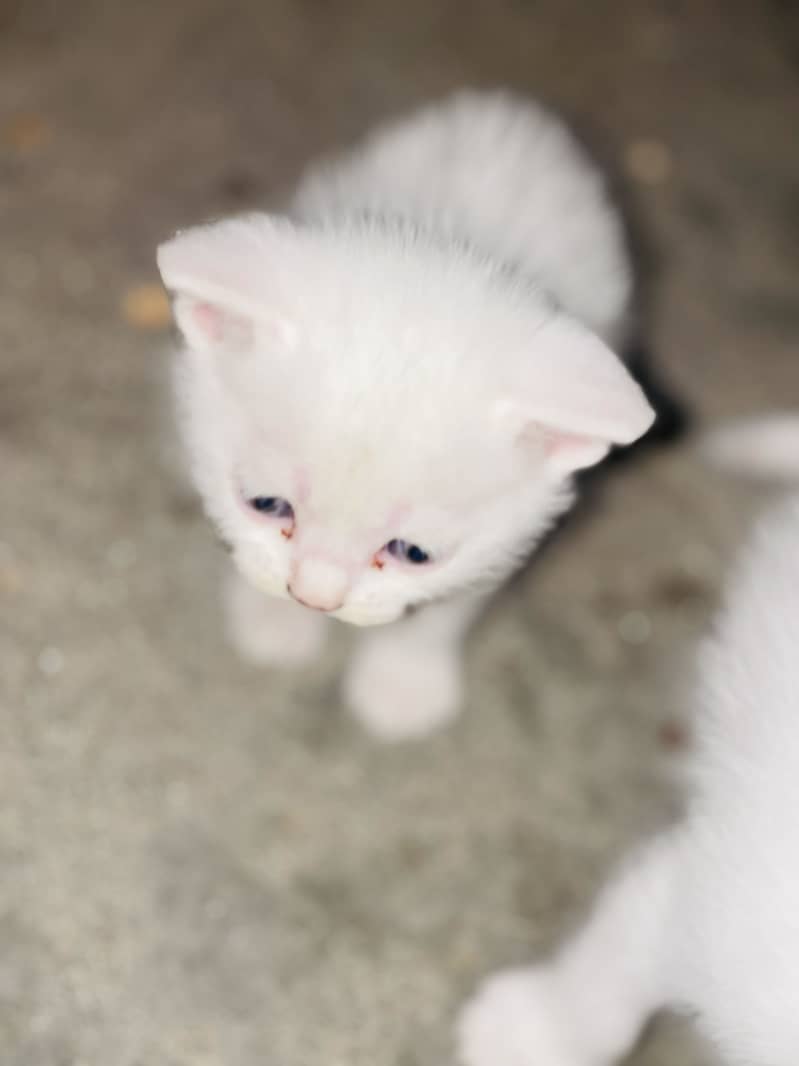 White persion 9