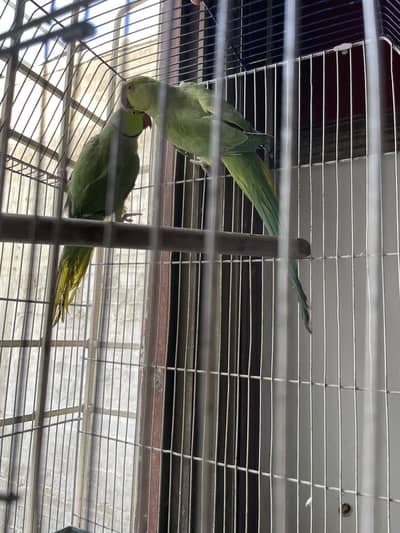 Green parrot pair