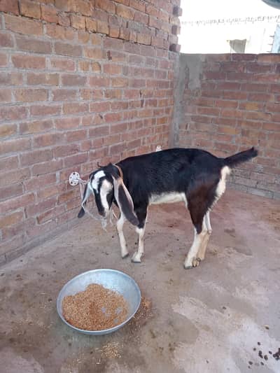 qurbani KY liya agr kisi ny Leni Hy phr bi rabta kar sakta Hy