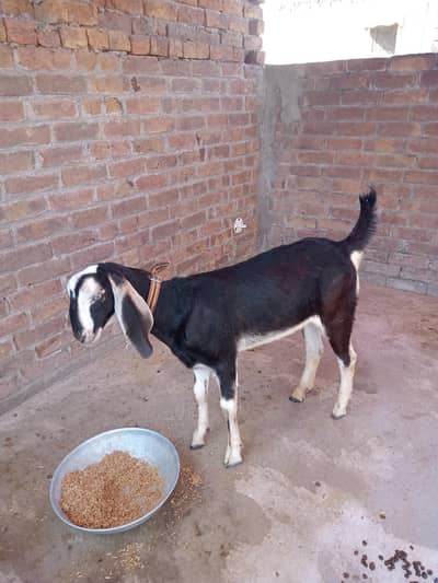 qurbani KY liya agr kisi ny Leni Hy phr bi rabta kar sakta Hy