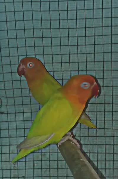 natino persnata red eye breeder pair available hy