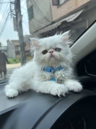 Persian peke kitten