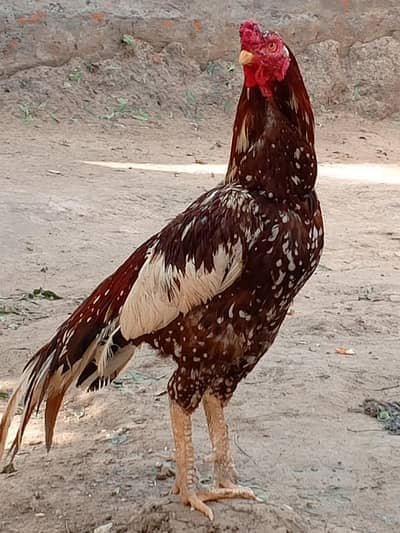 beautiful aseel bread
