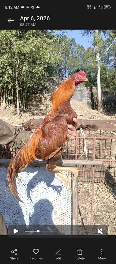 Aseel Mianwali murga for sale