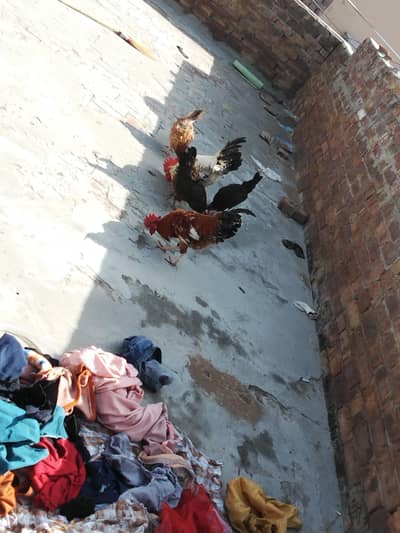 Desi murgi 3and 2 murgy