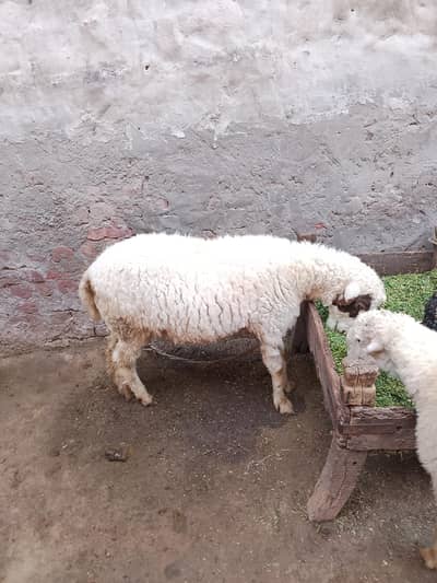 Qurbani 2026 k chatry