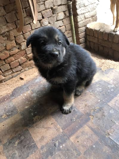 female  Belgian x black shepherd male