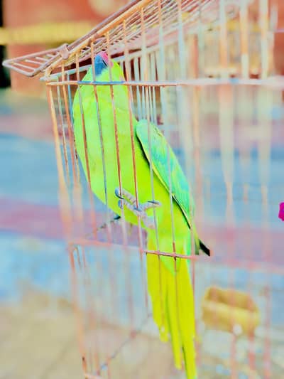 Female parrot  sale kar na ha