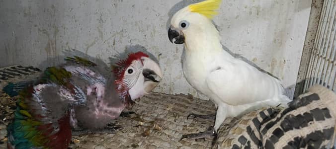 medium sulphur cacatoa  green wing macaw available