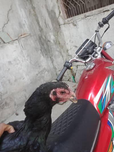 aseel brand1 murgi 2 chicks