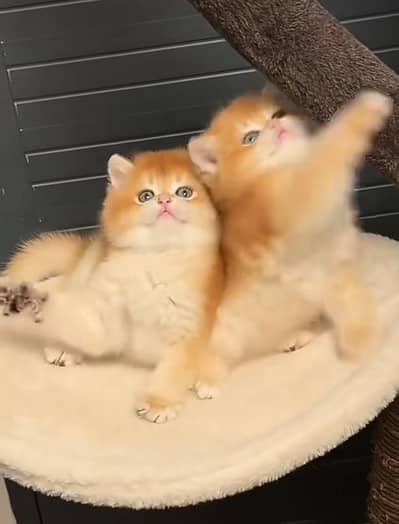 Cat Persian Persian kittens Blue eyes long hair 03/40\58/786\97^⁠_⁠^