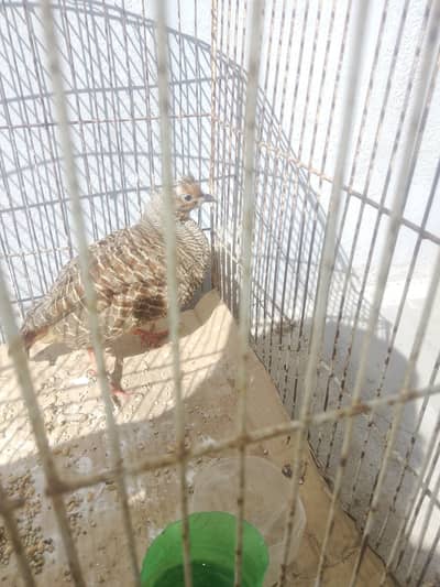 Teetar for sale, 0313-9100877