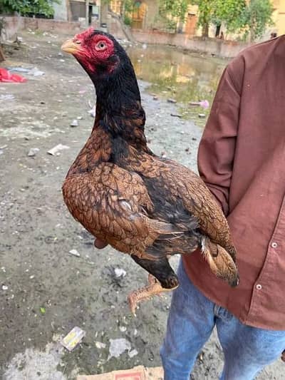 high quality aseel murgi churus nali