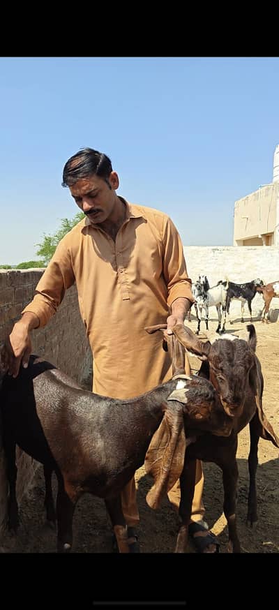 qurbani waly tyar bakry