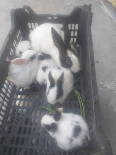 babe wali rebat num 03244972937