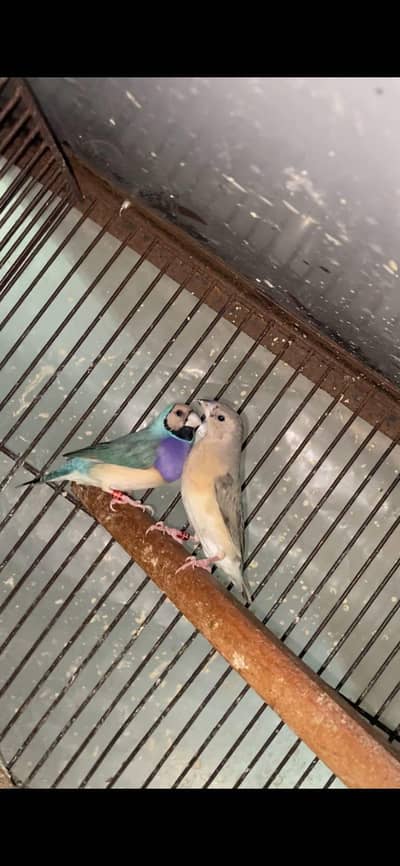 Blue Goldian Confirm pair. . . . 03059322440