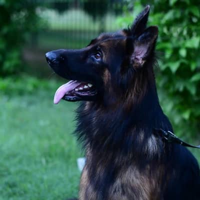 German Shepherd Male available for stud
