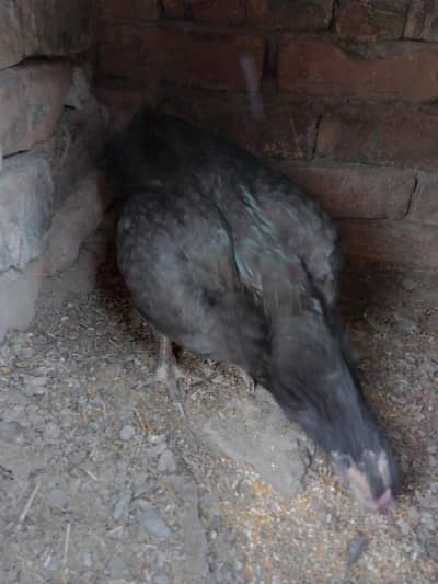 Rabbit pair for sale,& Aseel pair also for sale