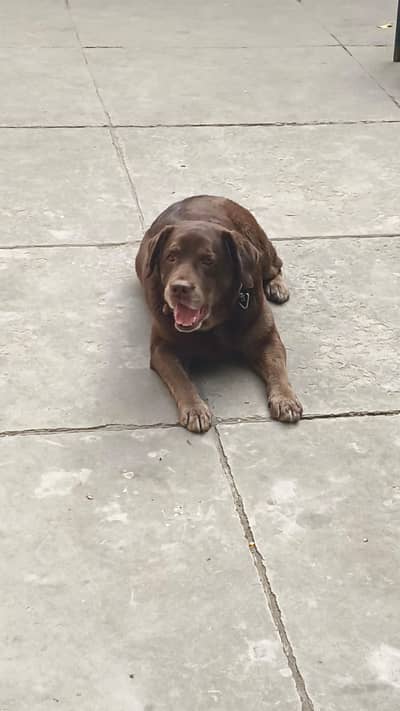 Labrador trained Female For sale