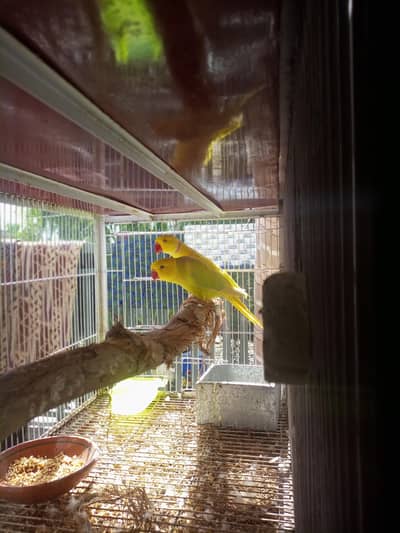 yellow breeder pair for sale