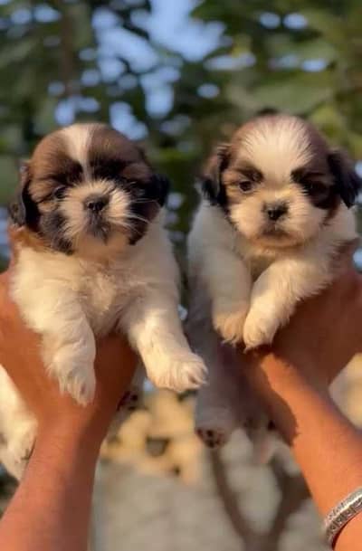 Shihtzu Female Puppy / Shihtzu Male Puppy/ Shihtzu Available in Lahor
