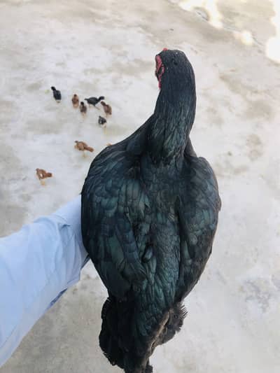 Mushki madi for sale