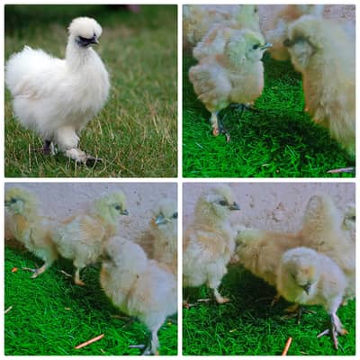 silkie chicks | golden heavy buff |Aseel mianwali | bantam | japanese