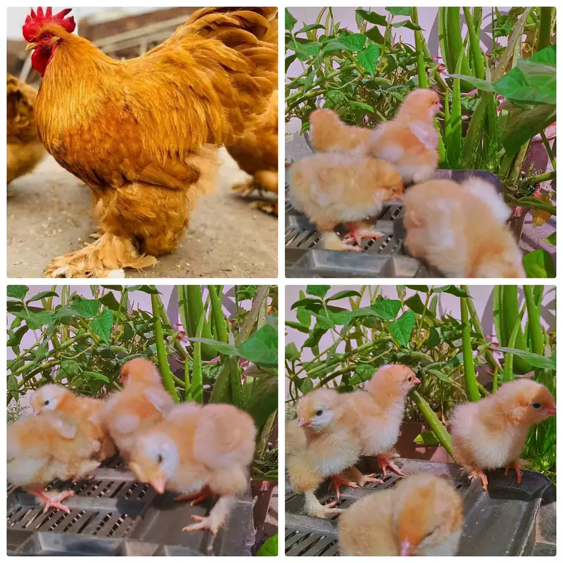 silkie chicks | golden heavy buff |Aseel mianwali | bantam | japanese — photo 2