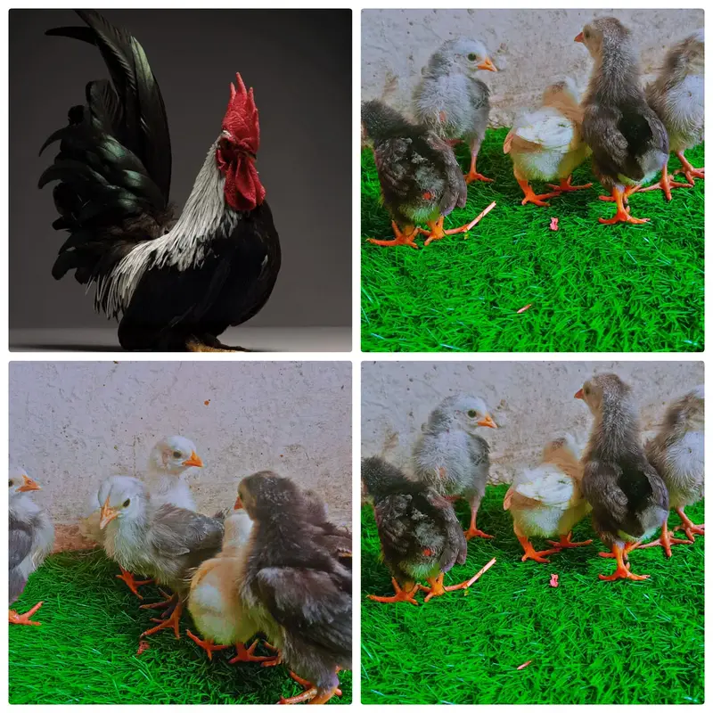 silkie chicks | golden heavy buff |Aseel mianwali | bantam | japanese — photo 4