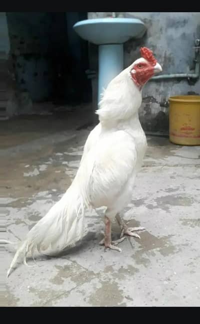 paper white aseel chicks or breedar pair