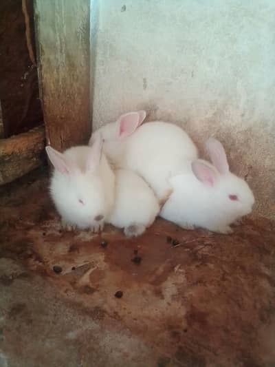 California bunnies looking for new shelter