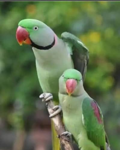Raw kashmiri parrot breeder pair