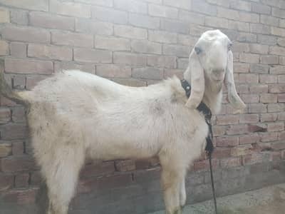 male breeder for sale