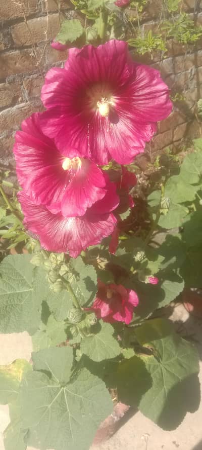 due to urgent need of cash price is negotiable