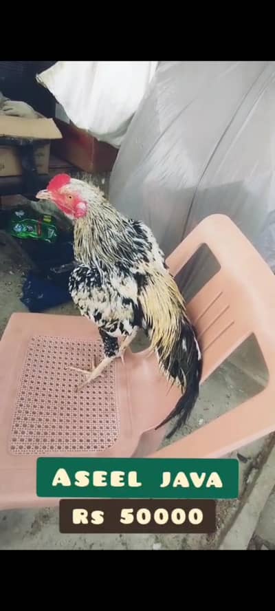 original mianwali Aseel