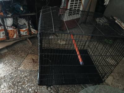 raw parrot beautiful cage