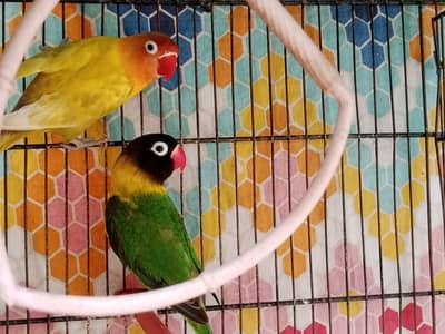 Ye bohut ziyada pyare or khubsurat hain