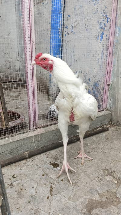 white Heera Male  for sale 03014751685