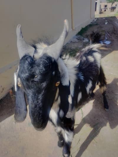 Bakra for Qurbani