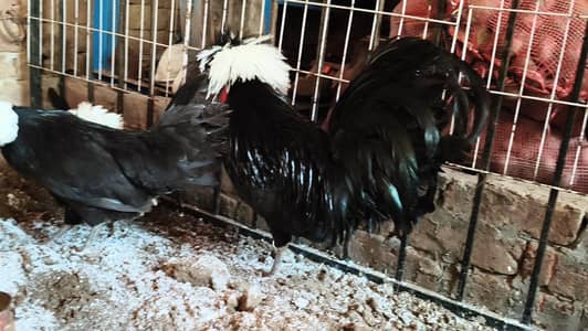 Black Polish Breeder Trio